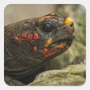 Search for tortoise stickers Reptile