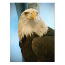 Search for flying eagle posters Bird of prey