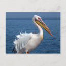 Search for white pelican postcards Beak