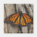 Search for monarch butterfly magnets Wildlife