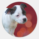 Search for staffordshire bull terrier stickers Dog