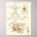 Search for biologic posters Anatomy