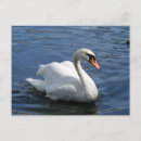 Search for mute postcards Birds