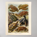 Search for snapper posters Sea life