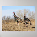 Search for wild turkeys posters Thanksgiving