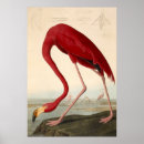 Search for antique flamingo posters Audubon