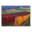 Search for okanagan postcards Vineyard