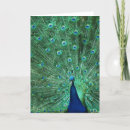 Search for peacock birthday cards Birds
