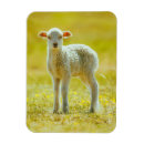 Search for cutest magnets Sheep