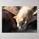 Search for grey wolf posters Nature