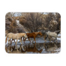 Search for horse ranch magnets Herd