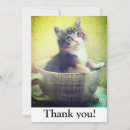 Search for calico kitten cards Tabby