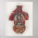 Search for organ anatomy posters Anatomical