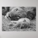 Search for beautiful lion art Animal