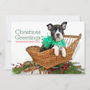 Search for boston terrier christmas cards Humour