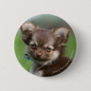 Search for looking at camera badges Puppy