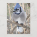 Search for jay postcards Ontario