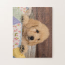 Search for goldendoodle puzzles Dog