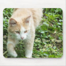 Search for jungle cat Hunter