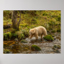 Search for black white bear posters Wildlife