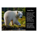 Search for white bear posters Nature