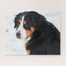 Search for bernese mountain dog puzzles Pet
