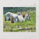 Search for horse postcards Animals