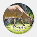 Search for antelopes magnets Oryx