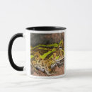 Search for vertebrate mugs Amphibian
