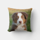 Search for australian shepherd cushions Puppy