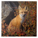 Search for fall colour tiles Season