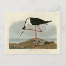 Search for birds of america postcards Illustration