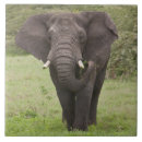Search for herbivorous tiles Mammal