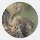Search for grey squirrel stickers Sciurus carolinensis
