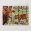 Search for cow mothers day cards Funny