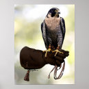 Search for peregrine falcon posters Bird of prey