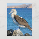 Search for booby postcards Galapagos