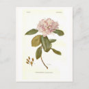 Search for rhododendrons postcards Vintage