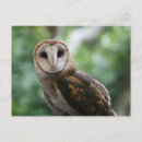 Search for barn owl postcards Birds