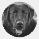 Search for labrador retriever puppy stickers Black