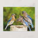 Search for bluebird postcards Birding