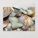 Search for florida seashells postcards Vacation
