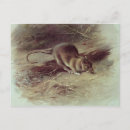 Search for rat postcards Mammal