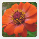 Search for zinnia stickers Nature