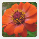 Search for zinnia flower stickers Garden