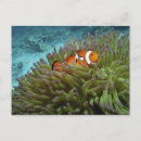 Search for coral reef life postcards Sea