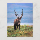 Search for caribe postcards Rangifer tarandus