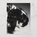 Search for whisker postcards Black