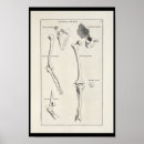Search for arm art Anatomy