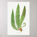 Search for fern illustration posters Botanical